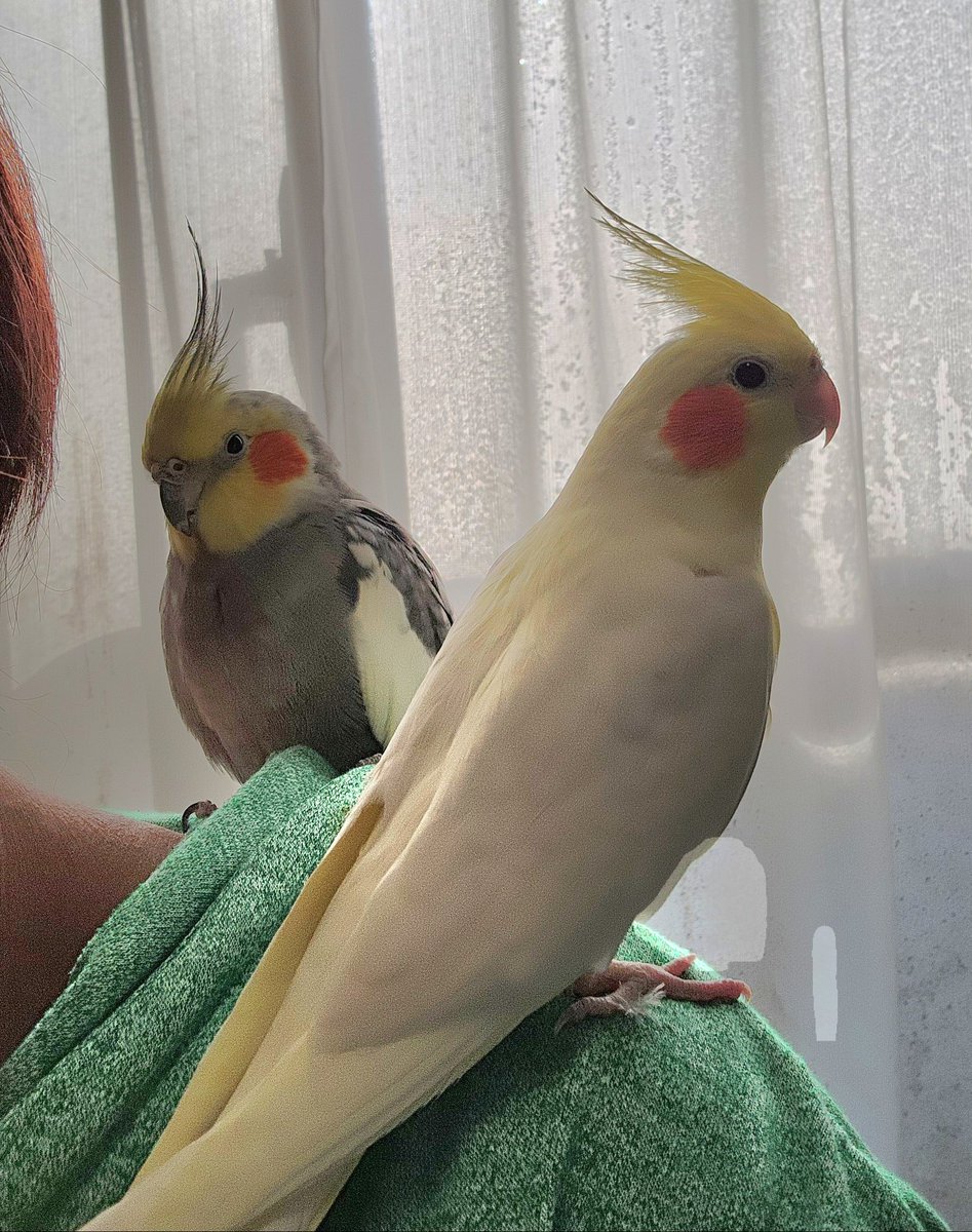 お久しぶりの投稿✨
今日は鳥フェス浅草へ🚋💨
鳥イベ久しぶりなので楽しみ😆🎶