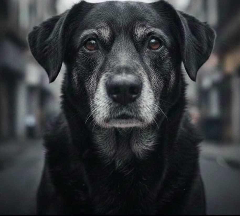 kaarolzx's tweet image. Se cada um aqui comentar  no 
mínimo 20 vezes:
“FEDERALIZAÇÃO DO CASO ORELHA”
PEGAMOS TOP 1 dos assuntos do momento pra tirar a polícia civil do caso pra polícia federal entrar em ação! Se quiser justiça, comenta!