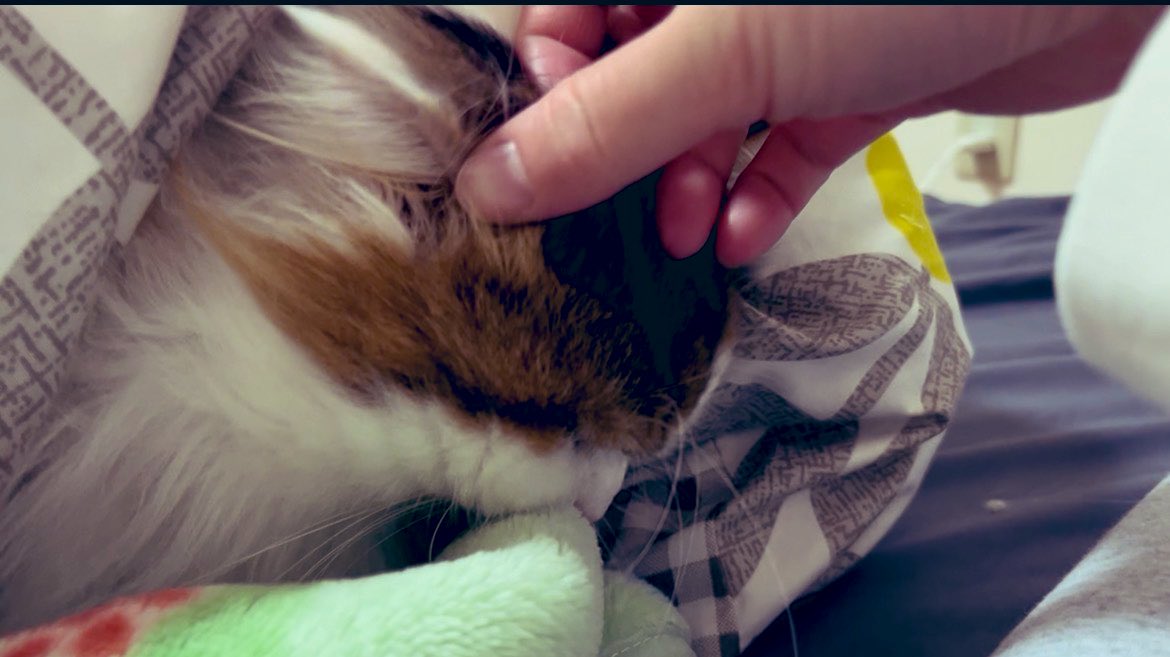 今朝起床して
布団半分ないなぁ思たら
ちゃっかり横領されてた

外は-7℃
一応エアコンつけてるけど寒いよなぁ