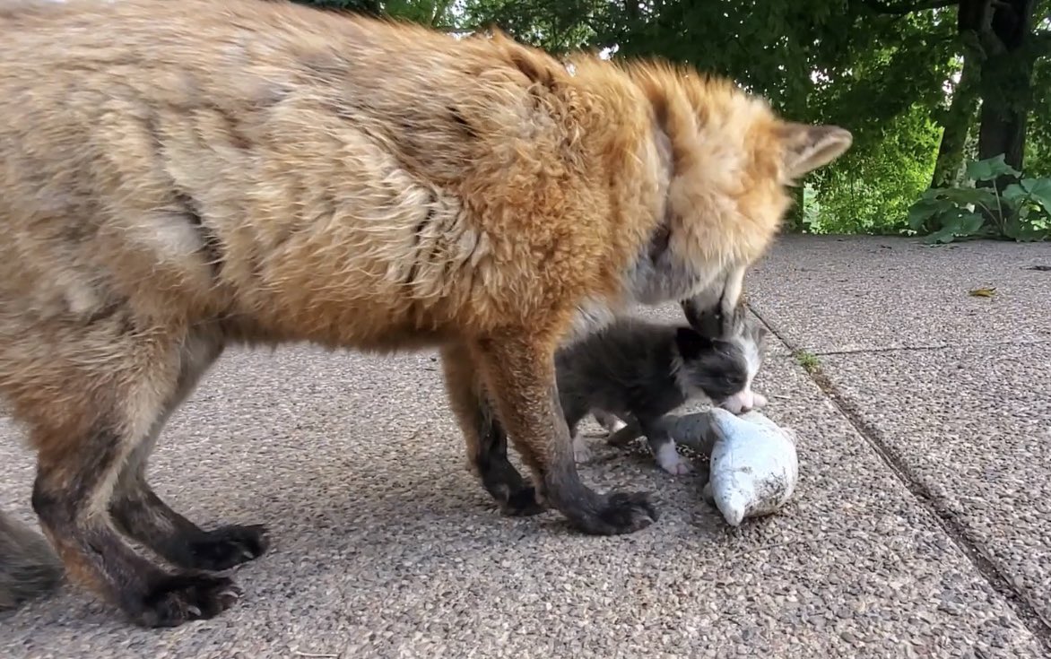 Platinum Foxes tweet media