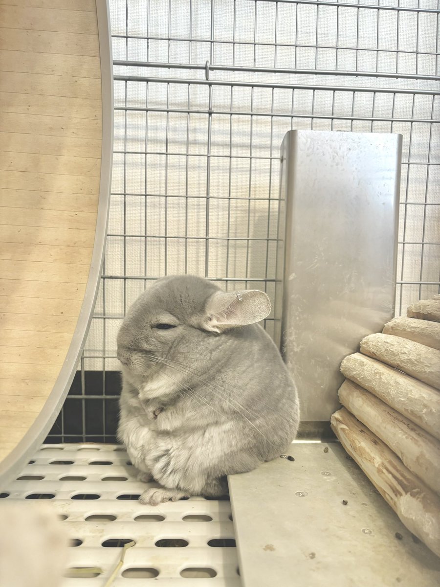 一本逃して60分後にくる次のバスを待ち続けてる田舎のおばあちゃんwww

#chinchilla
#チンチラ
#チンチラやめたいチンチラ
