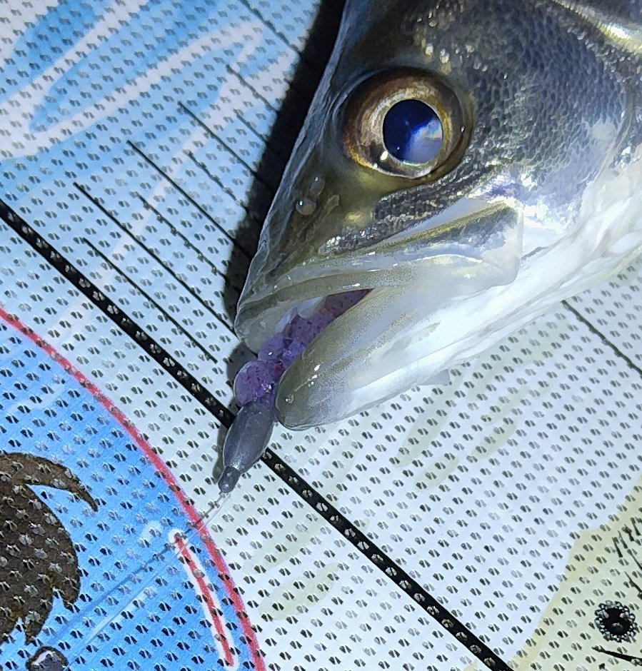 あおパパ (@aopapa_aopro) / Posts / X