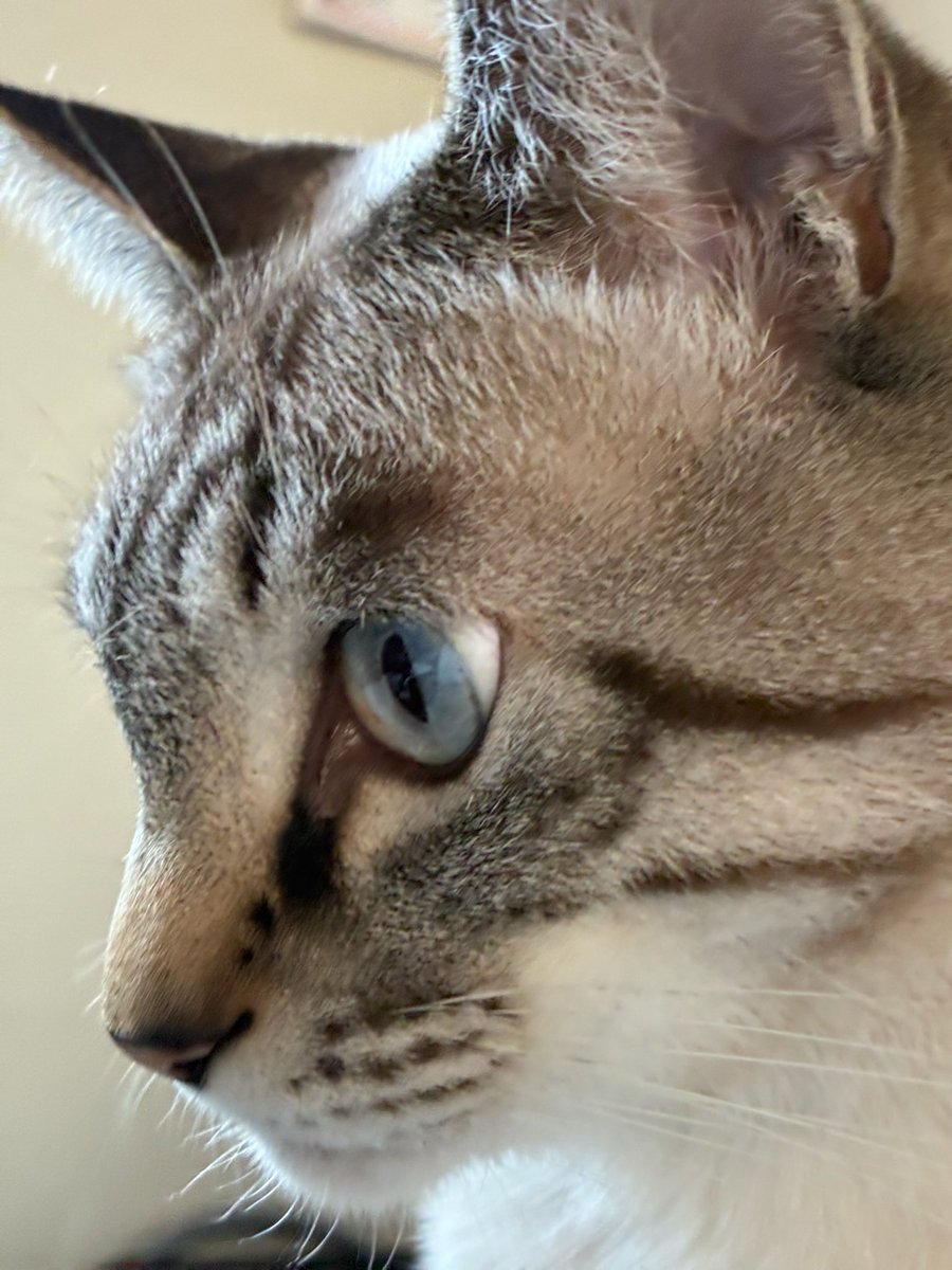 SORA様確認ページ٩(^ᴗ^)۶ JIS X 8341-3 AA 検証支援ツール「PowerCMS 8341」を JIS X 8341-3