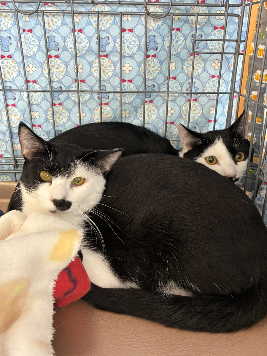 NPO法人 ニャン友ねっとわーく北海道 室蘭支部 (@nyanmuro) / Posts / X