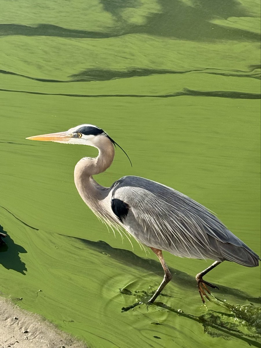 dolbyl's tweet image. "Life moves pretty fast. If you don't stop and look around once in a while, you could miss it" (Ferris Bueller)
#optoutside #getoutside #nature #NaturePhotography #lovefl #greatblueheron #sunset