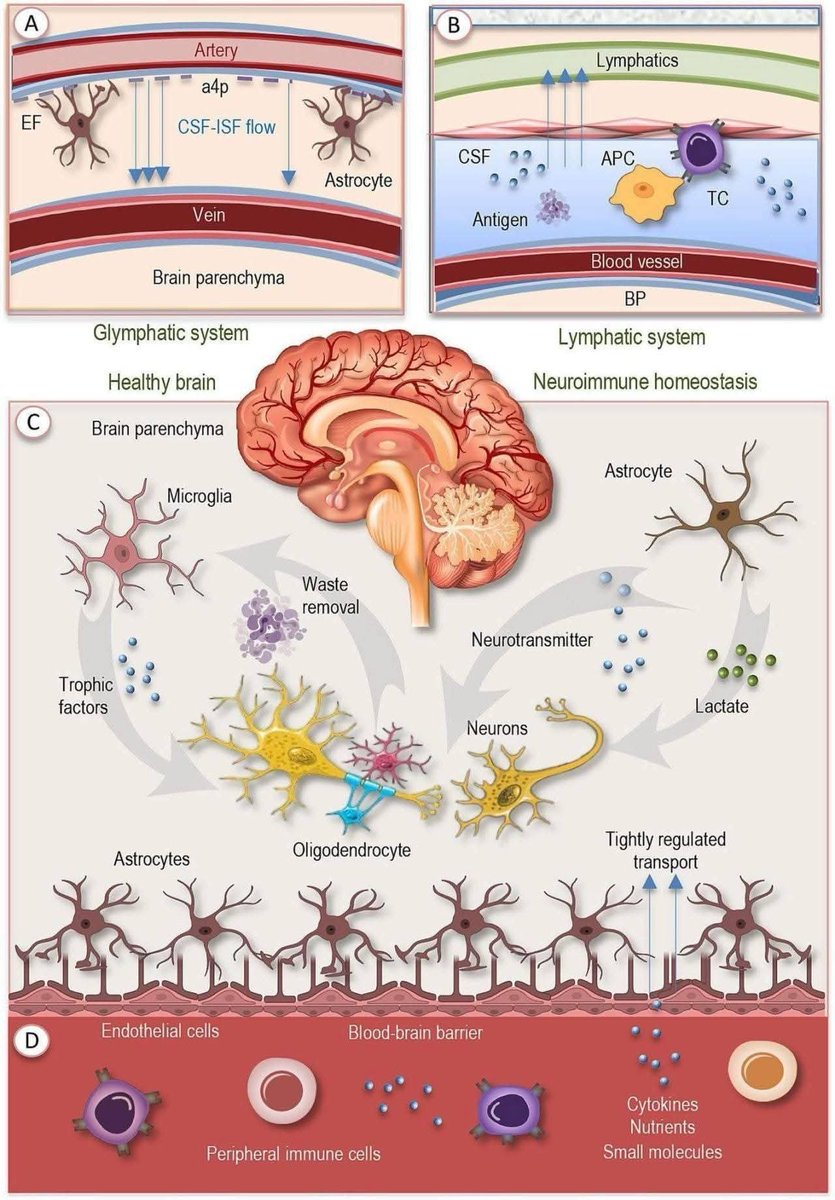 drwilliamwallac's tweet image. Your brain has a cleanup system.
And it’s working every second you’re alive.

A quick breakdown:

🧠 The glymphatic system
Cerebrospinal fluid flows alongside blood vessels, guided by astrocytes, washing through brain tissue and carrying away metabolic waste like amyloid and…