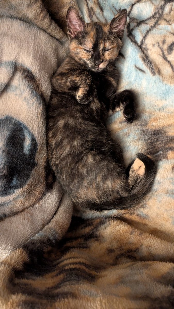 KatelynKbear98's tweet photo. Cleopatra actively waking up in the pictures of her dad waking her up https://t.co/P49MTrpjEh