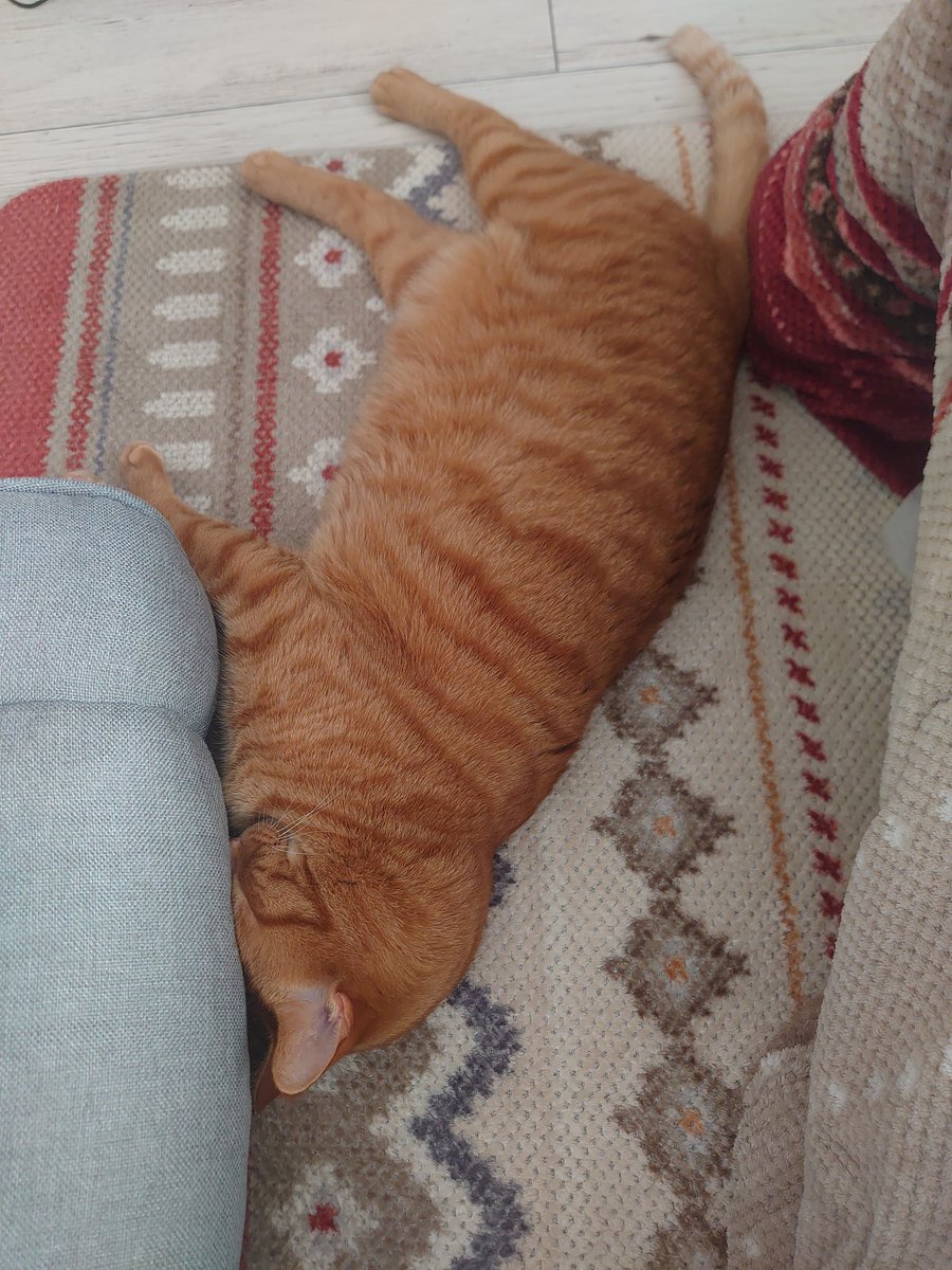 猫のいる暮らし (@neconeco_0804) / Posts / X