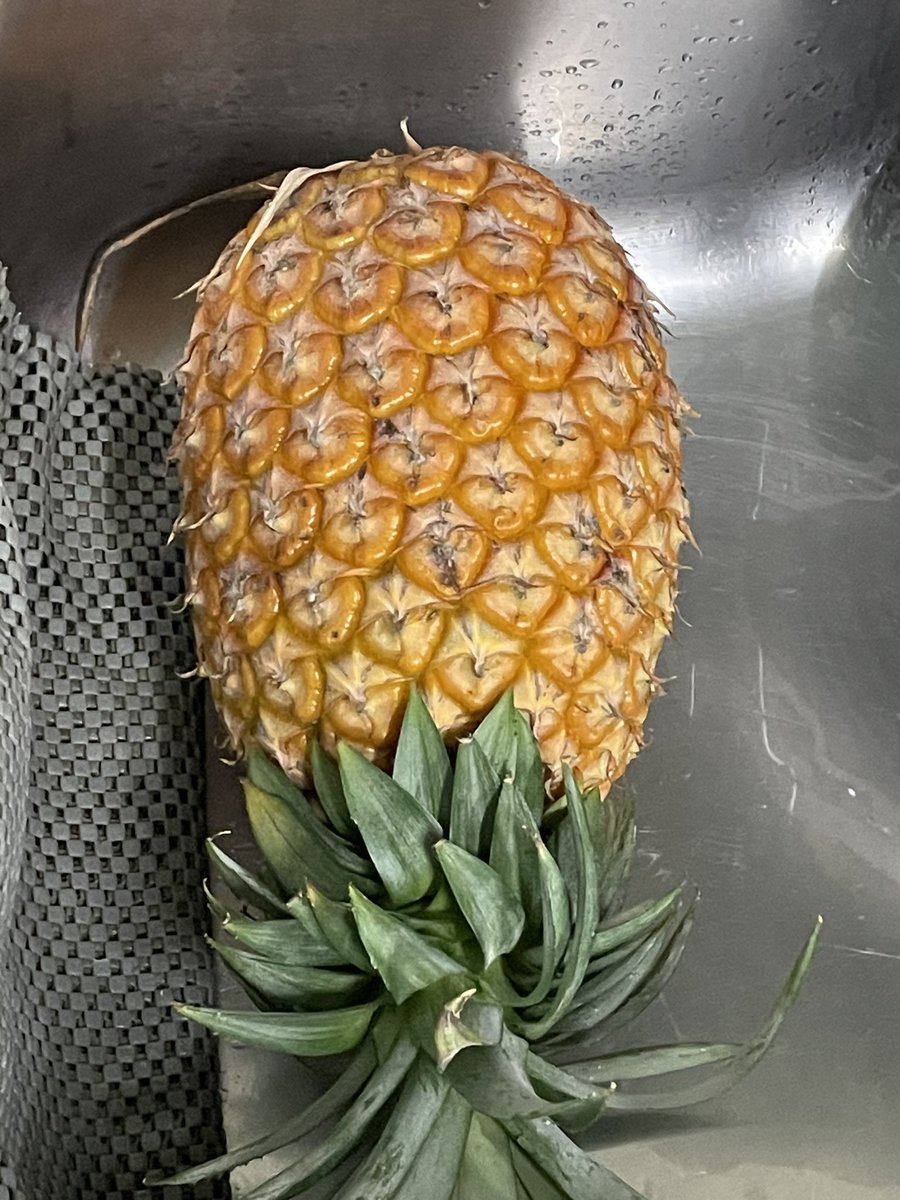 Time_catchX's tweet image. 枯れかけているパイナップル🍍