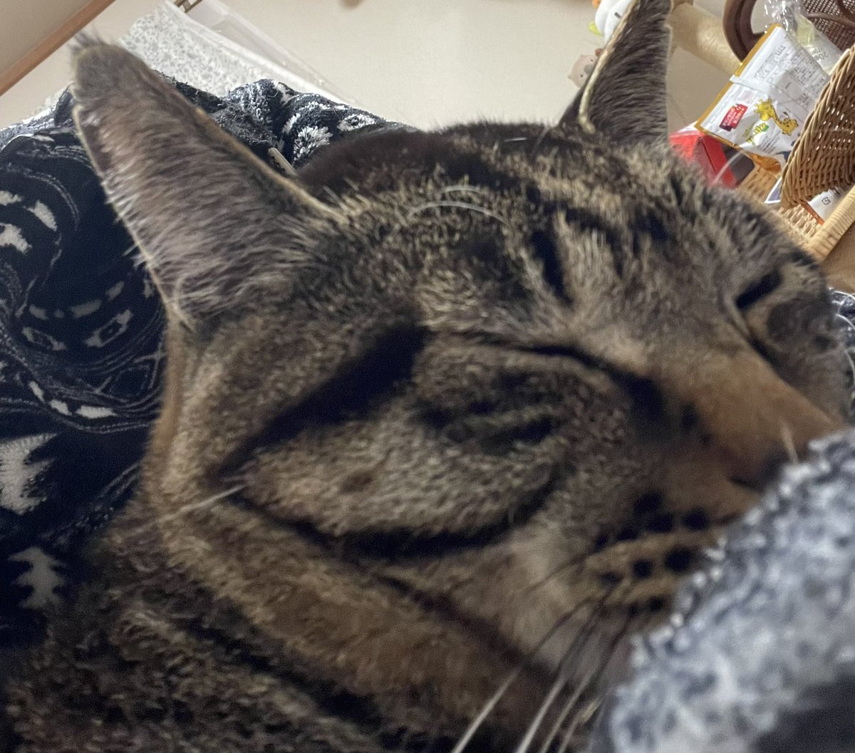 もれそう tweet media