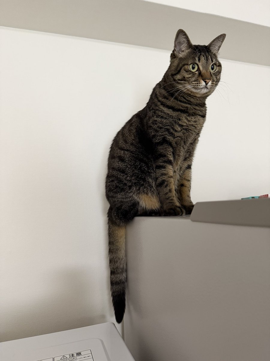 ヌッコ (@iaccd39aNv32891) / Posts / X