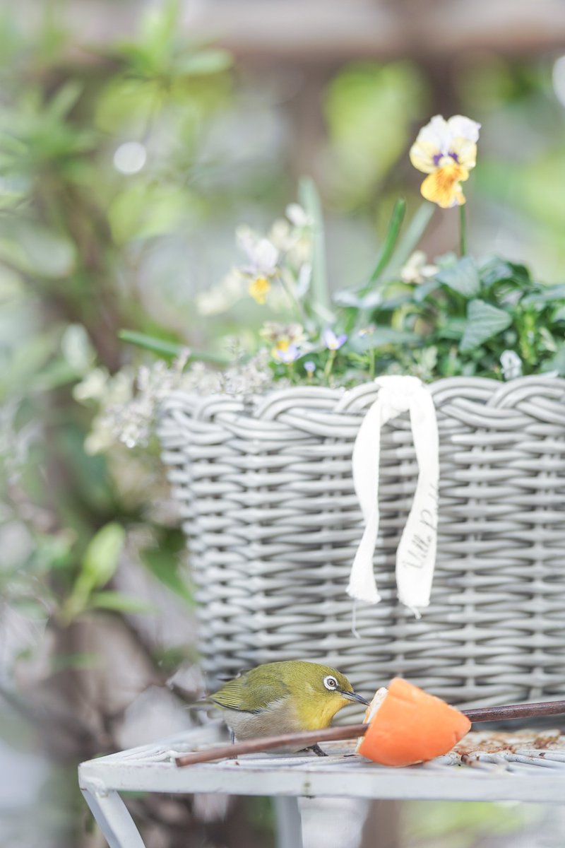 ベランダガーデニング