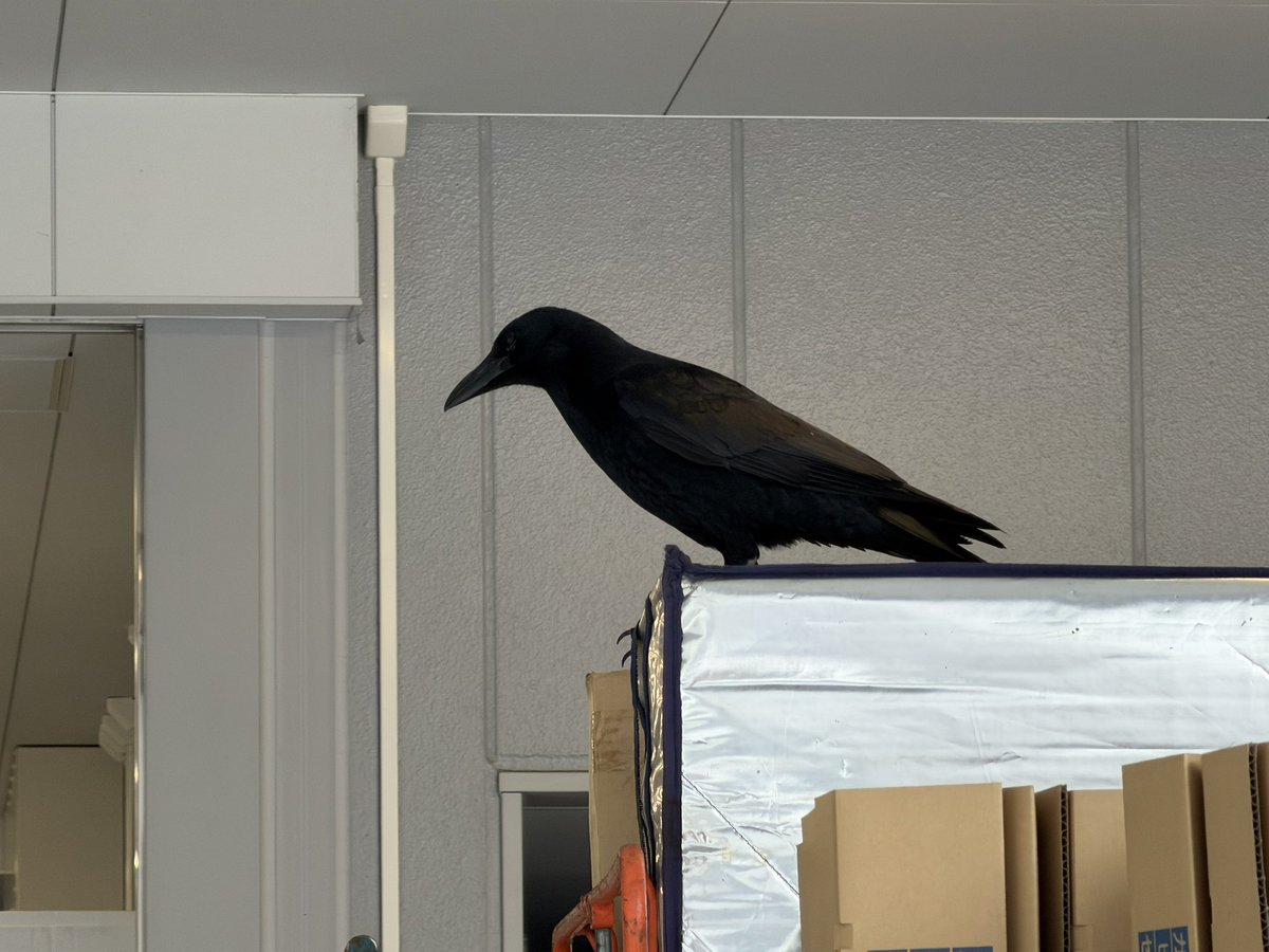 近江町市場のカラス🐦‍⬛