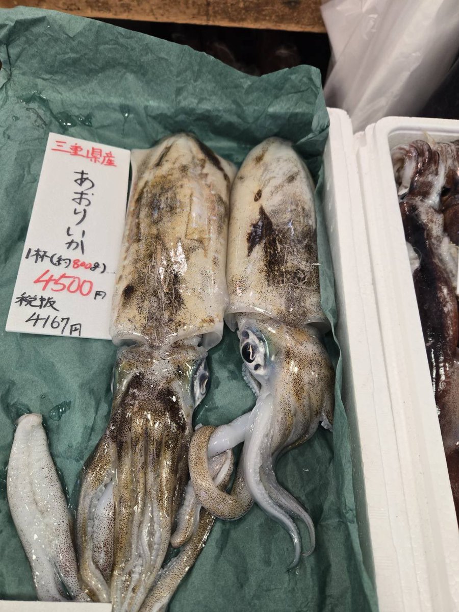 イカ🦑 するめいか✨やりいか✨あおりいか✨