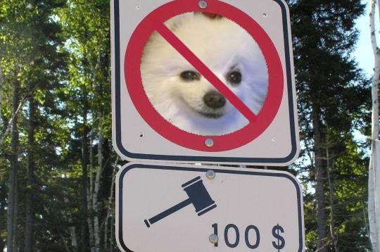 ShitpostBot 5000 tweet media