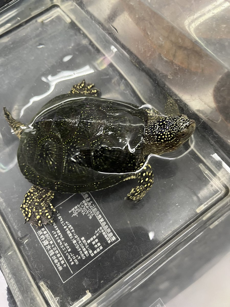 Repti_bug's tweet photo. レプスモin保土ヶ谷

はじまってます✨

可愛い小動物やわんちゃん達もたくさんいてメロメロなっております🐶 https://t.co/I1MCHABp3S