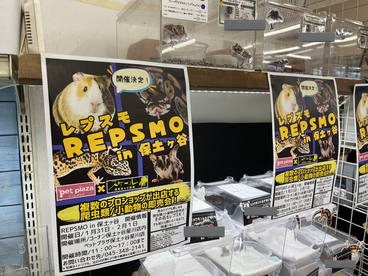 Repti_bug's tweet photo. レプスモin保土ヶ谷

はじまってます✨

可愛い小動物やわんちゃん達もたくさんいてメロメロなっております🐶 https://t.co/I1MCHABp3S