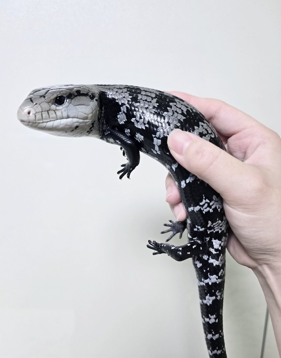 왼쪽 나코, 오른쪽 베리 
아직 크기차이 많이나지만 베리가 빨리 커주길🔥