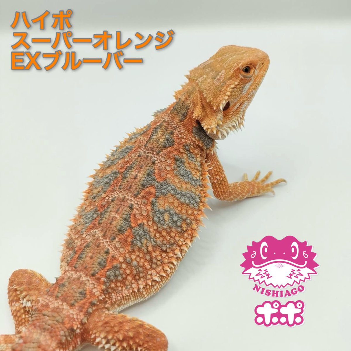 2/1 沖縄
#ジャングルハンター
沖縄コンベンションセンター
11:00〜16:00

お待ちしてます🦎✨

《イベント出展予定》
2/7•8 愛知 セントレア #ジャパンレプタイルズショー
2/21•22 大阪 #レプタイルズフィーバー

#ポポのフトアゴ
#フトアゴヒゲトカゲ
#爬虫類イベント