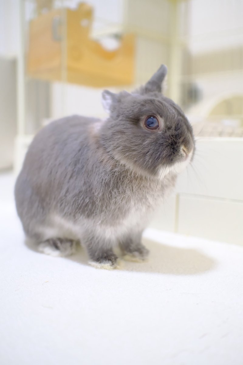 うさぎのびび tweet media