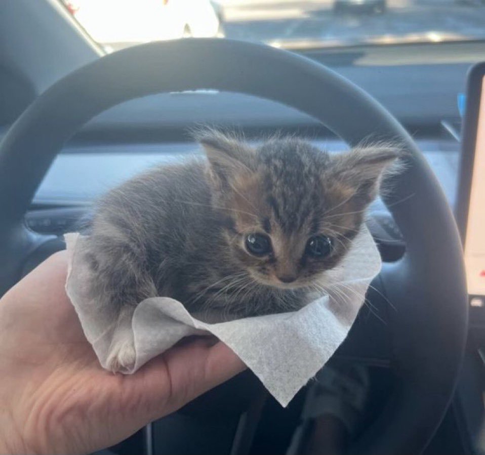 softrebels's tweet image. say hi to Mini or have a terrible February