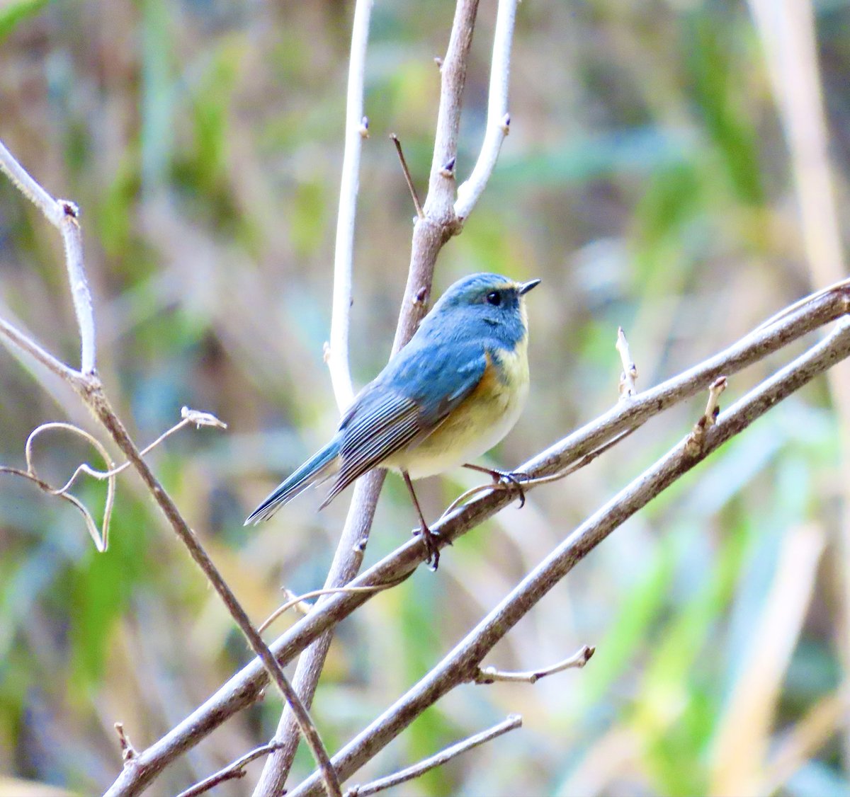 サジモト (@mi3_v9) / Posts / X