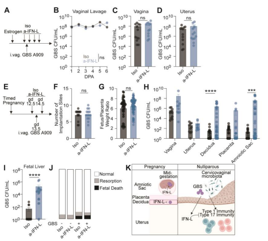 LabWaggoner's tweet photo. @biorxivpreprint Microbiota-dependent IFN-lambda controls uterine and placental immunity
https://t.co/4MM3gRJWqd @BelkaidLab @ElishaSegrist @NIAID @NIGMS https://t.co/dEzcdOutL9