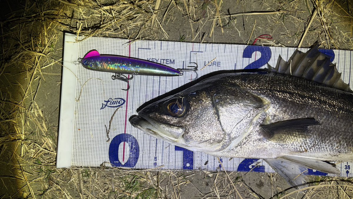 BlueBlue（ブルーブルー） (@BlueBlueFishing) / Posts / X