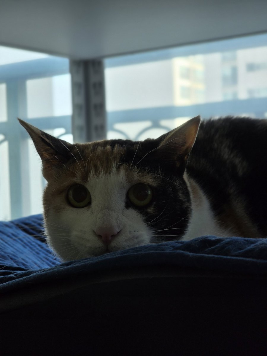 살룻과 벨라를 만나러 왔어요!
#보광동살룻 #가족찾는살룻
#보광동벨라 #가족찾는벨라