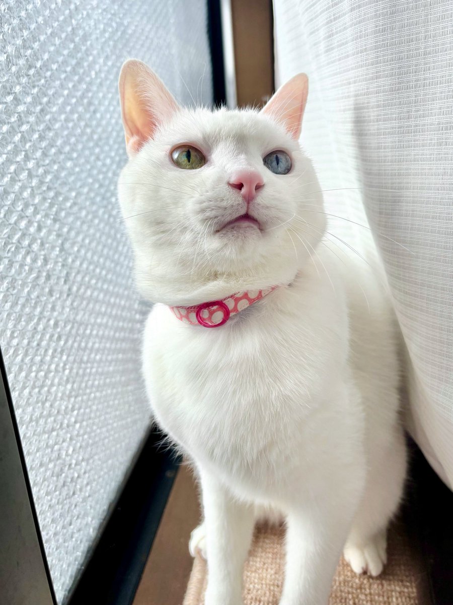 勝手にカーテンめくったら怒られた💦
日向ぼっこに混ぜて欲しいんだけどなぁ…
#猫のいる暮らし　#猫のいる幸せ　#猫
