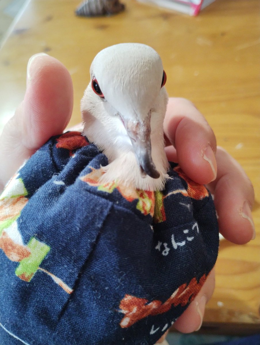 今から嘴カットの刑に処される絶望顔のコマメ氏。
#ジュズカケバト