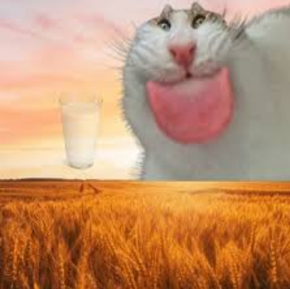 Cat 🐸💤 ~ 🍊 tweet media