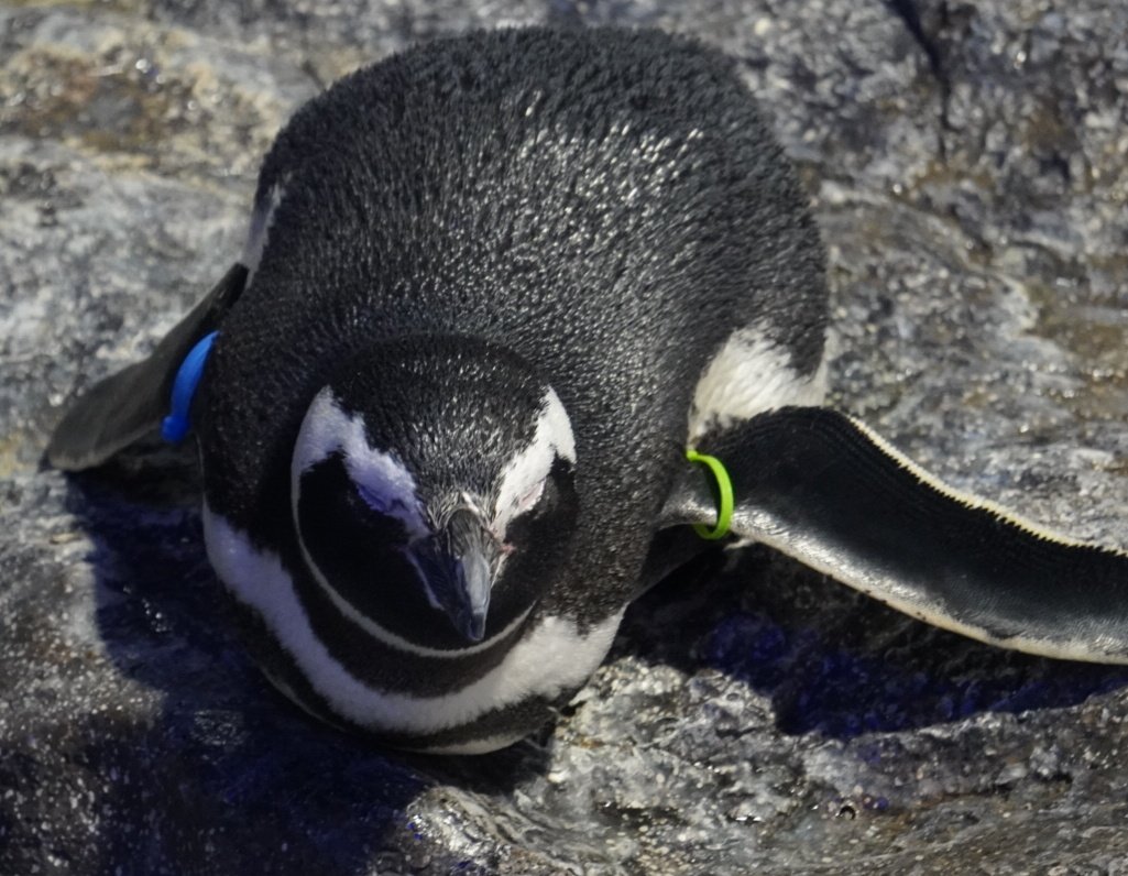 ペンギン 本日のあめ🐧Zzz #すみだ水族館 #マゼランペンギン