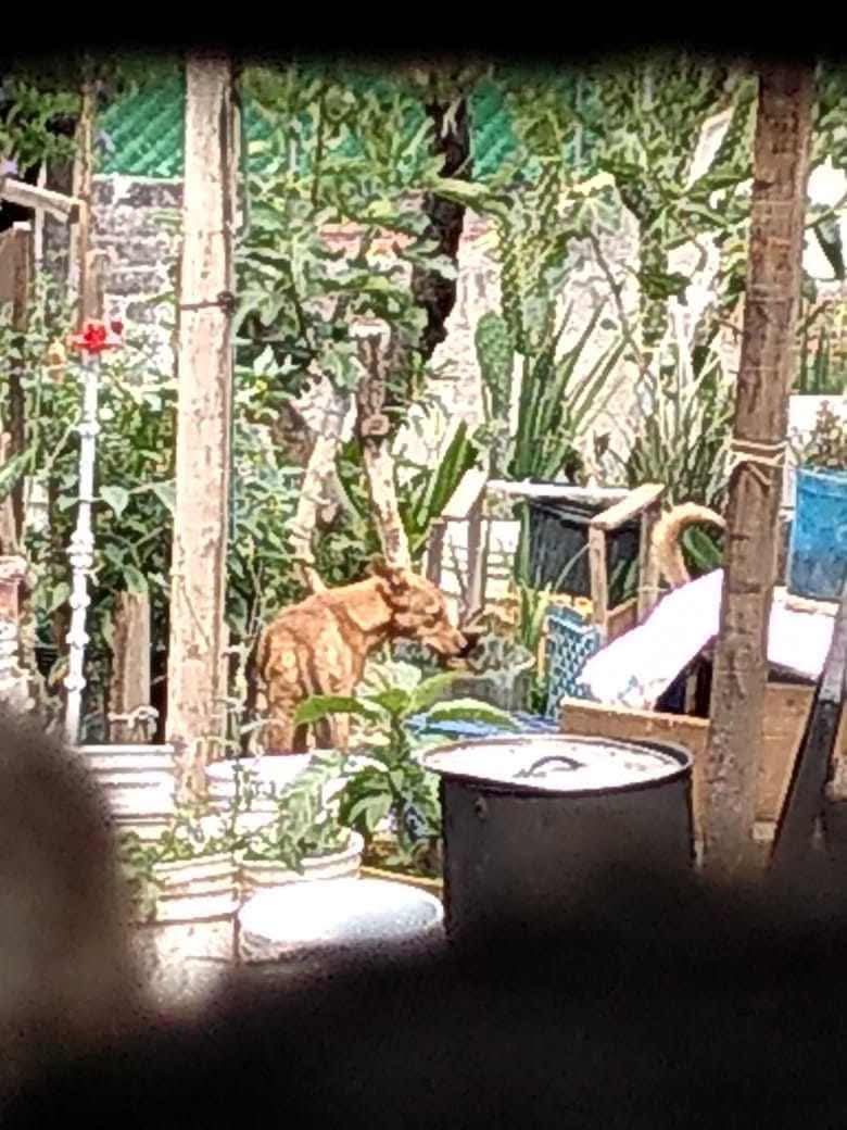 EDinamos's tweet photo. 🐾 SUJETOS ALIMENTAN A PERROS CON GATOS Y PERROS EN LA MAGDALENA CONTRERAS
Animales indefensos, con vida, con miedo, siendo usados como alimento en un acto de violencia extrema .
 Ya hay una denuncia formal presentada.
🚨 Y aun así, las autoridades NO ACTÚAN.
@PAOTmx @PROFEPA_Mx https://t.co/qcOfAFxed5