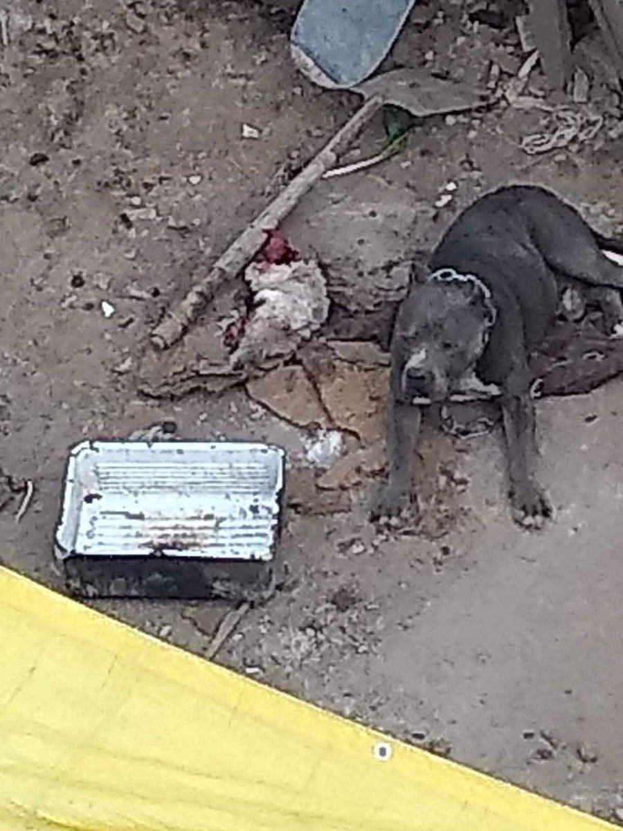 EDinamos's tweet photo. 🐾 SUJETOS ALIMENTAN A PERROS CON GATOS Y PERROS EN LA MAGDALENA CONTRERAS
Animales indefensos, con vida, con miedo, siendo usados como alimento en un acto de violencia extrema .
 Ya hay una denuncia formal presentada.
🚨 Y aun así, las autoridades NO ACTÚAN.
@PAOTmx @PROFEPA_Mx https://t.co/qcOfAFxed5