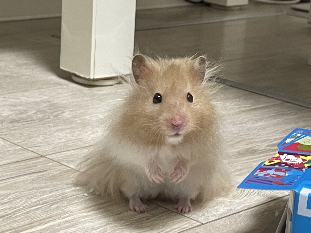 立っても座ってもサイズ感は変わらないね-  ̫ -💗💭