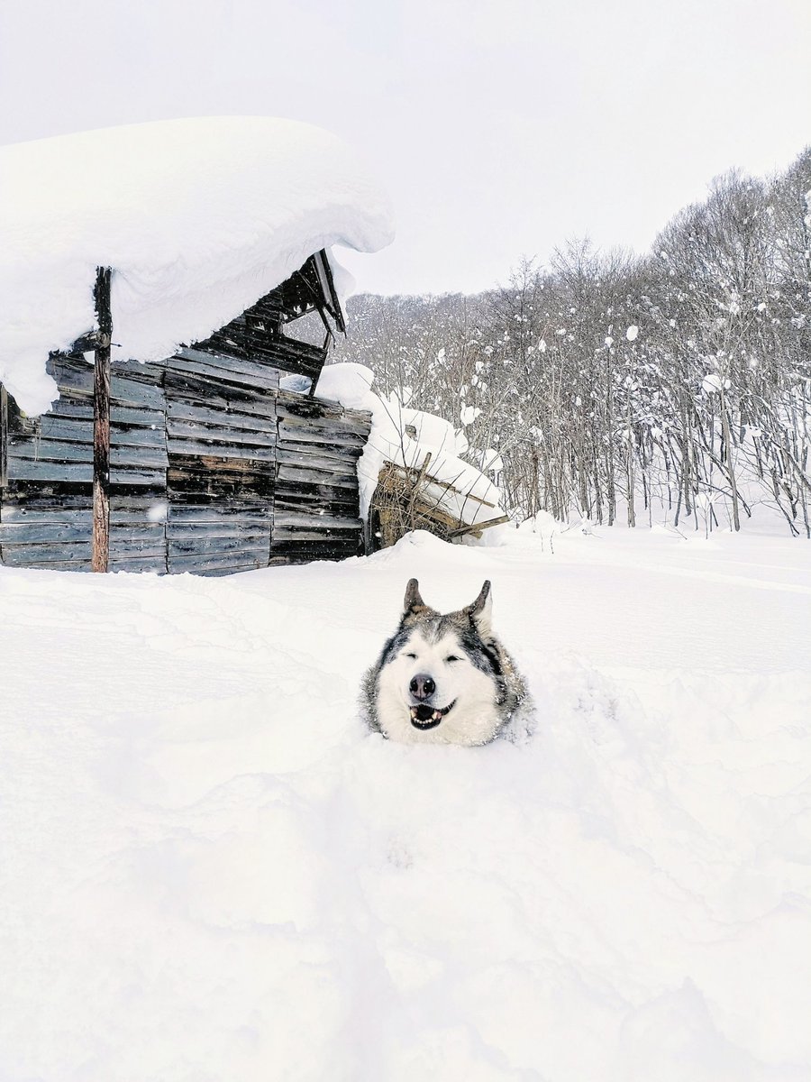 Ryo-1(ﾘｮｰｲﾁ) (@kRCxXQ95whwSOqI) / Posts / X