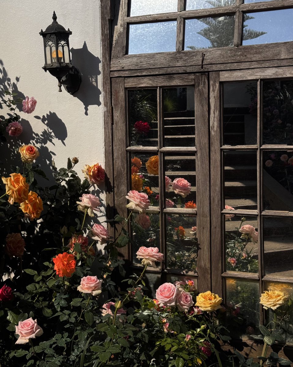 sfkkfs_'s tweet image. สมที่เป็นคาเฟ่ดอกกุหลาบที่ฮิตมากๆของเชียงใหม่ 
แสงตอนช่วงสามโมงเย็นสวยมากกก 🔆💐 

🌳 ร้านกว้าง ธรรมชาติสวย มีหลายมุมให้นั่ง
ทั้งวิวสวนกุหลาบ มุมริมน้ำ ลำธาร และสวนกว้างๆ