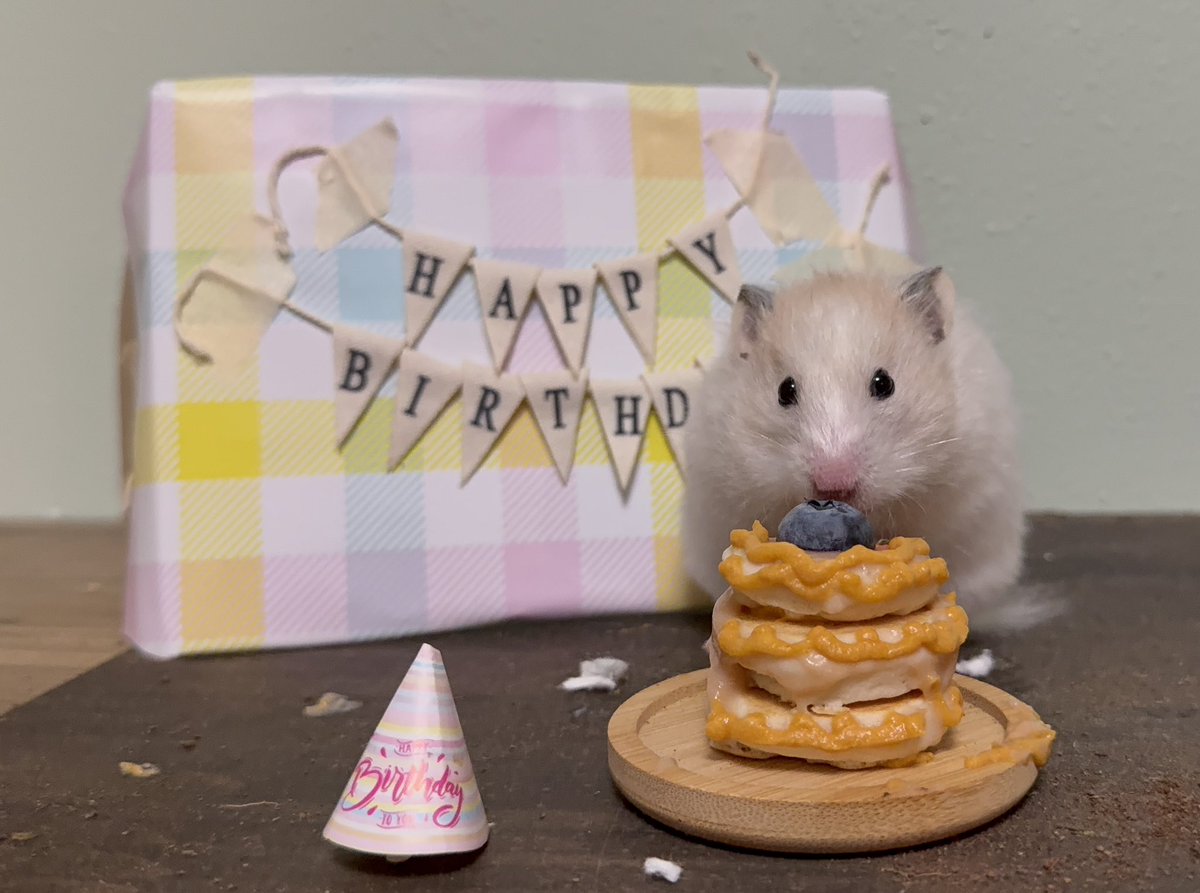 KatDestination's tweet image. If Poppy were still here, she would have been 2 💗