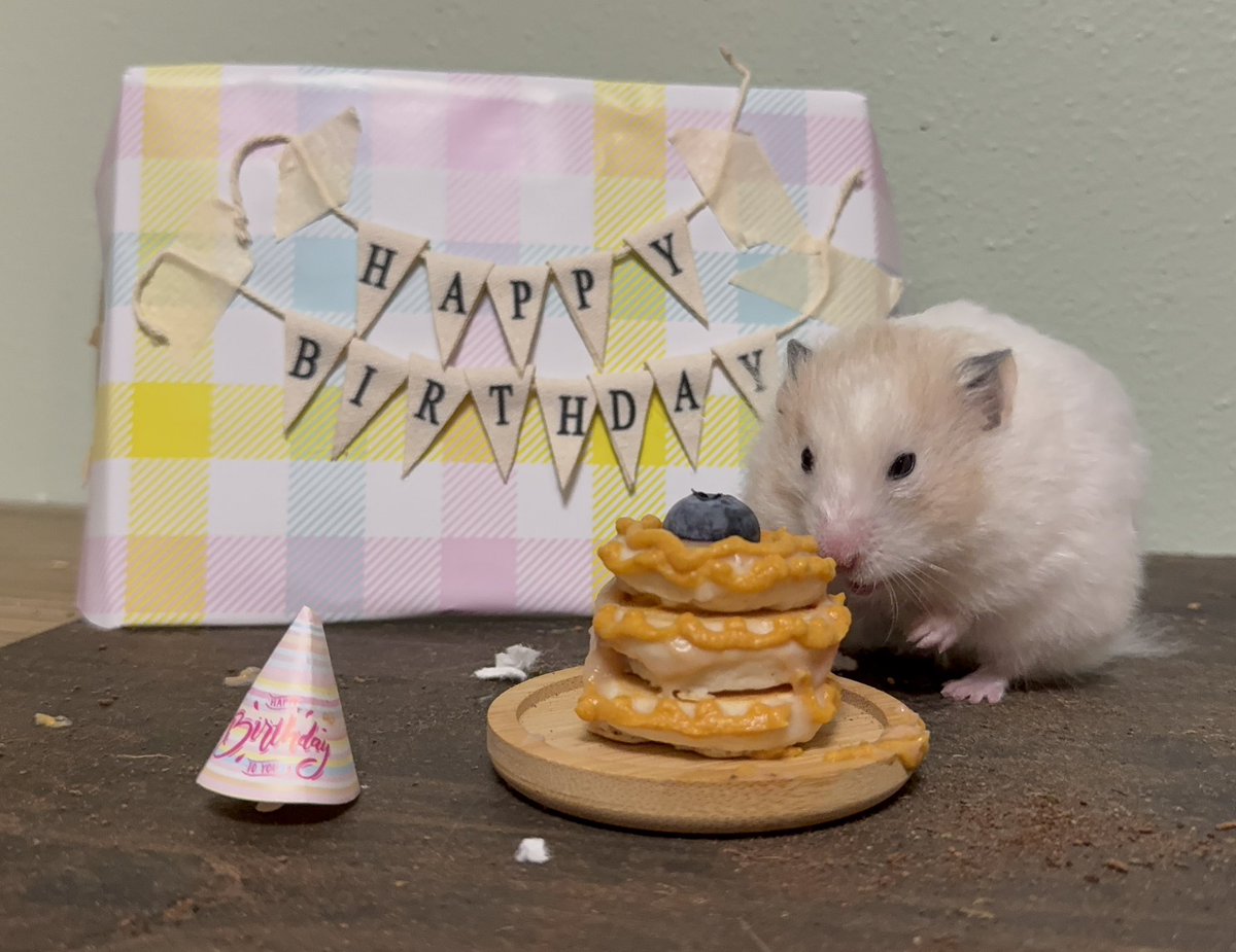 KatDestination's tweet image. If Poppy were still here, she would have been 2 💗