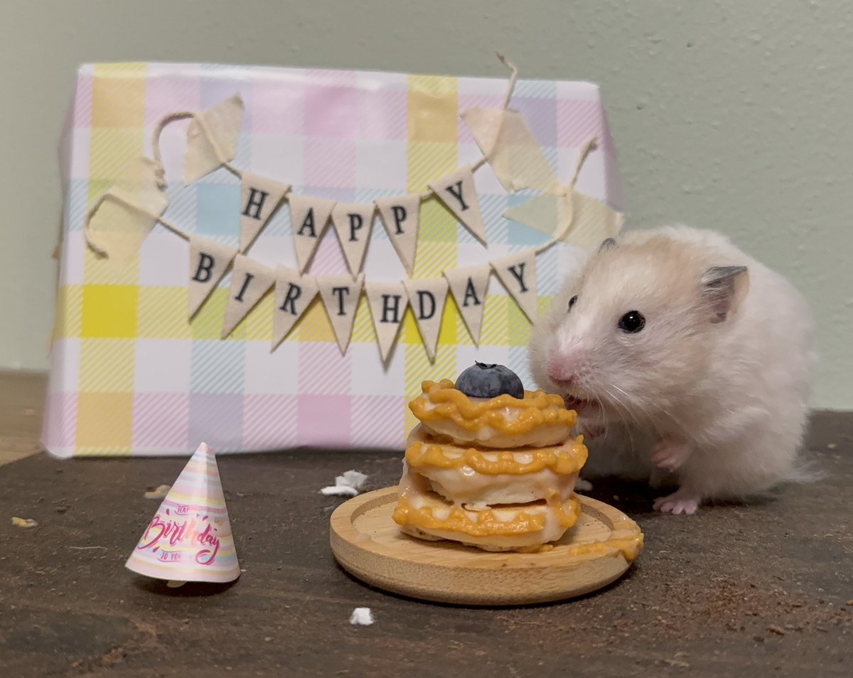 KatDestination's tweet image. If Poppy were still here, she would have been 2 💗