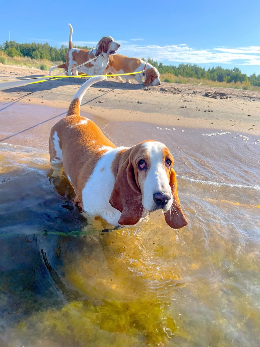 CarlosMerritte's tweet image. Awesome photo😍😍❤️❤️
#BassetHound #HoundLife #BassetLove #BassetPaw #DogsofTwitter #BassetHoundLoverUSA