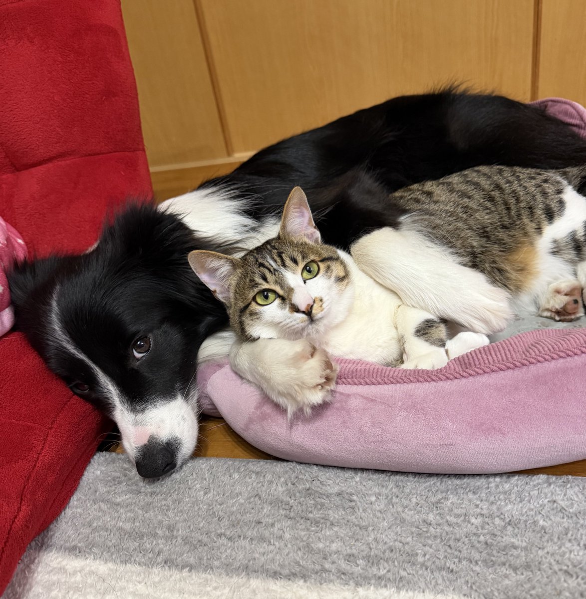 猫ちゃん洗うから返してください