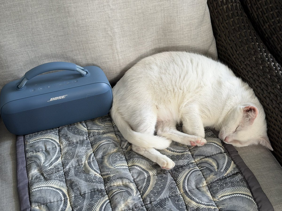 CottonTheBrave's tweet photo. After a night of partying with the boombox…🥳🥳😹😹
#Catsarefamily https://t.co/vEL3SqqSci