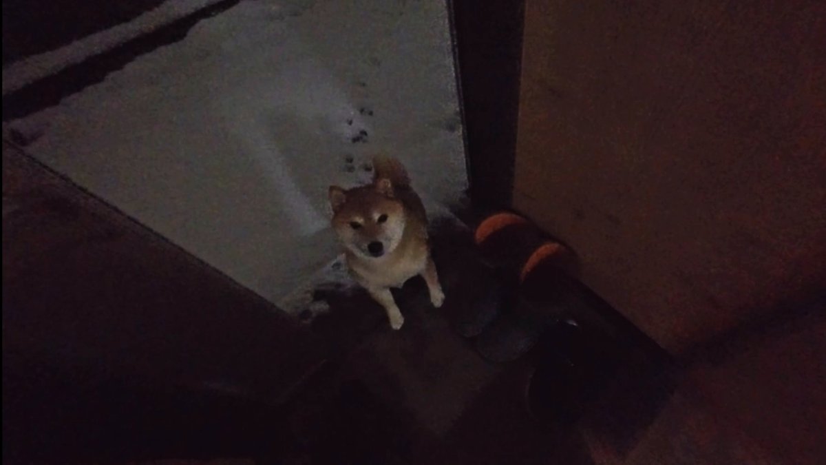 お外出して下さい！」と雪の中に飛んでいったモモさんたちの回収作業