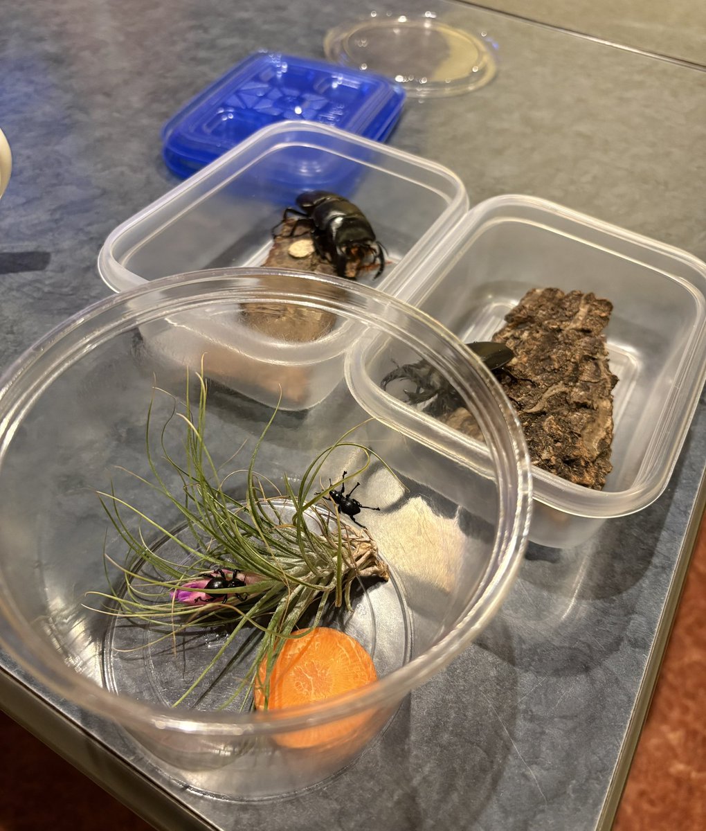 まるむし (@marumushi_a) / Posts / X