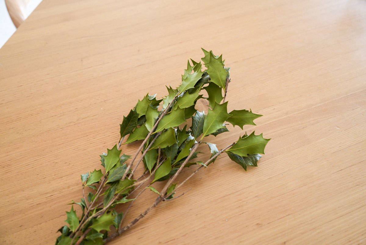 節分が近いので、柊を飾りました

……と、さも知ったように言っておりますが、恥ずかしながら節分に柊を飾ることはつい最近まで知りませんでした（地元の沖縄にいたときは見たことがなかった👀）