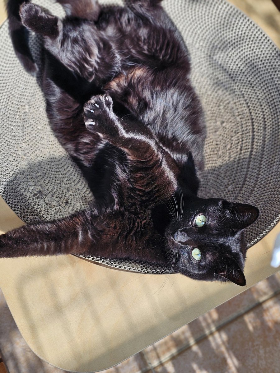 키렐🐈‍⬛ tweet media