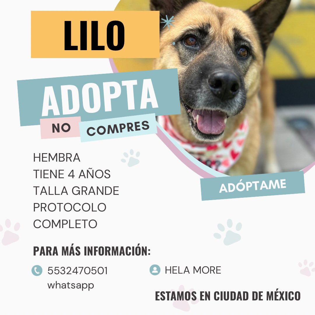 ¿Le das una oportunidad a Lilo?