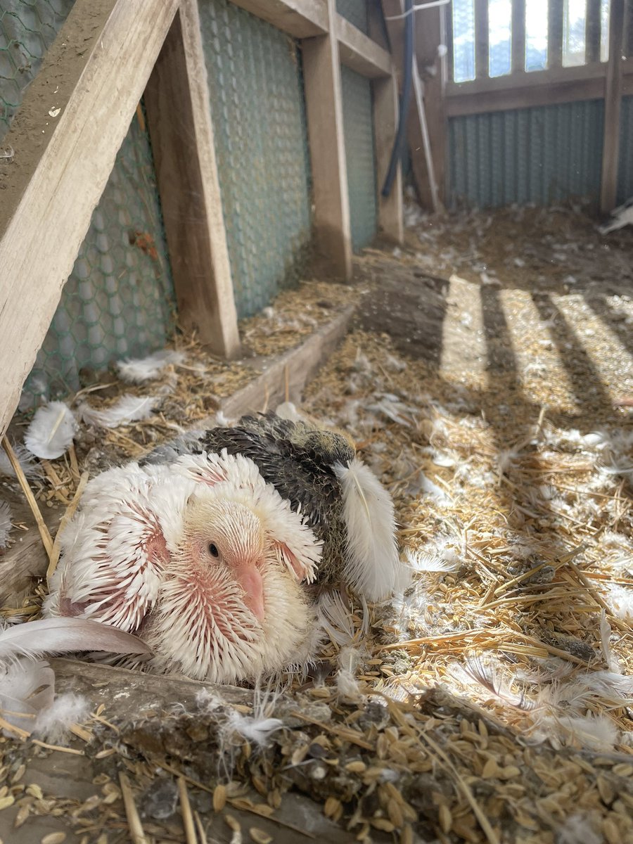 ProjectPigeon7's tweet photo. pigeon farm 第2拠点

これから親鳩になる雛達🕊️
すくすく成長しております！ https://t.co/FJTdMlyKi2